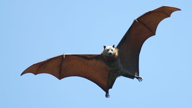 Tomás Ó Niadh, Feirmeoir.