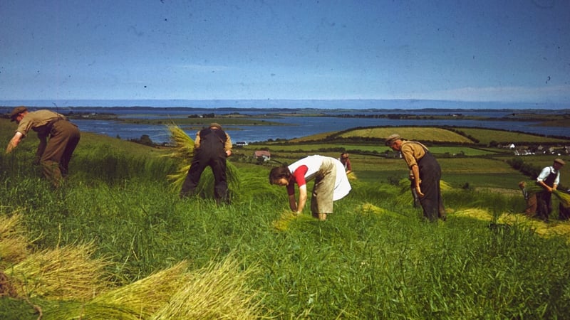 Workers harvesting the flax to make linen in Co Down in 1948. Photo: Merlyn Severn/Picture Post/Hulton Archive/Getty Images