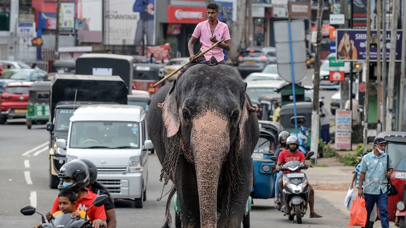 A mahout rides an elephant among the traffic down a street in Piliyandala, a suburb of Sri Lanka's capital Colombo