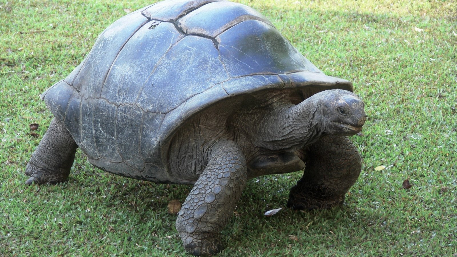 'Vegetarian' giant tortoise filmed eating baby seabird