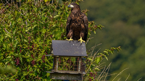 Gary Tobin captured a series of photographs of a white-tailed eagle on a bird table in Co Waterford