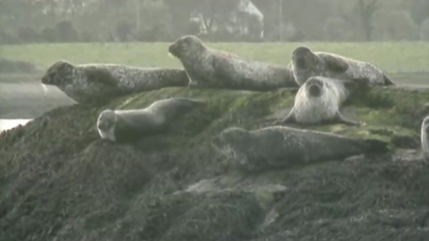 rt-archives-environment-ireland-s-seal-species