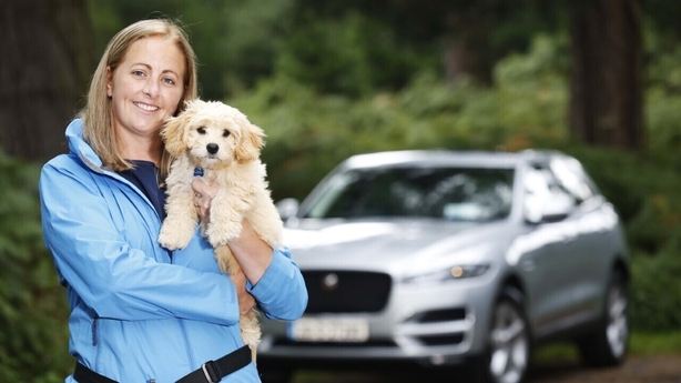 can you leave dog in car with windows down