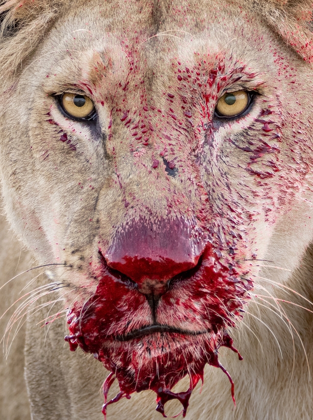 Raw moment by Lara Jackson (Lara Jackson/Wildlife Photographer of the Year)