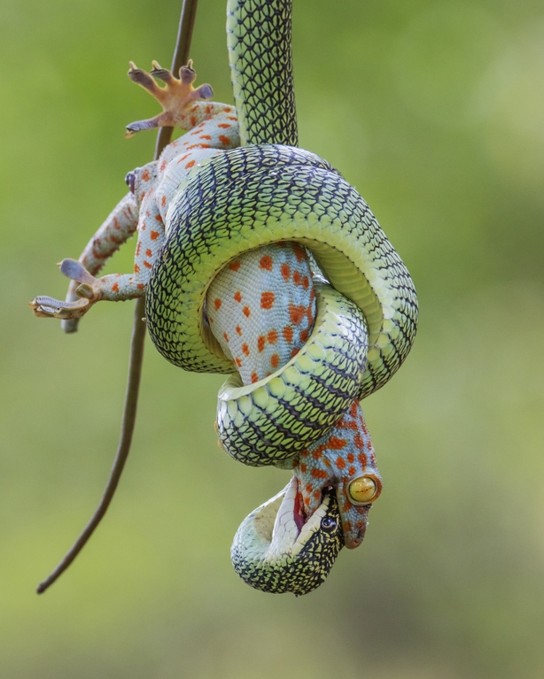 The gripping end by Wei Fu (Wei Fu/Wildlife Photographer of the Year)