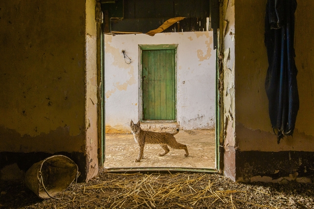 Lynx on the threshold by Sergio Marijuán (Sergio Marijuán/Wildlife Photographer of the Year)