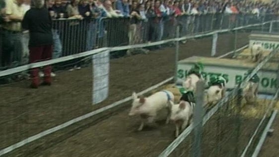 Pig racing in Cavan (1996)