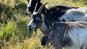 Some of the Old Irish Goats which were relocated to Howth Head last year