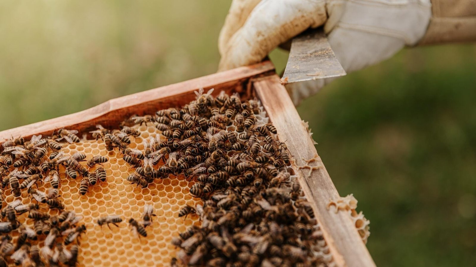 Inner city bee keeping with Anthony Freeman