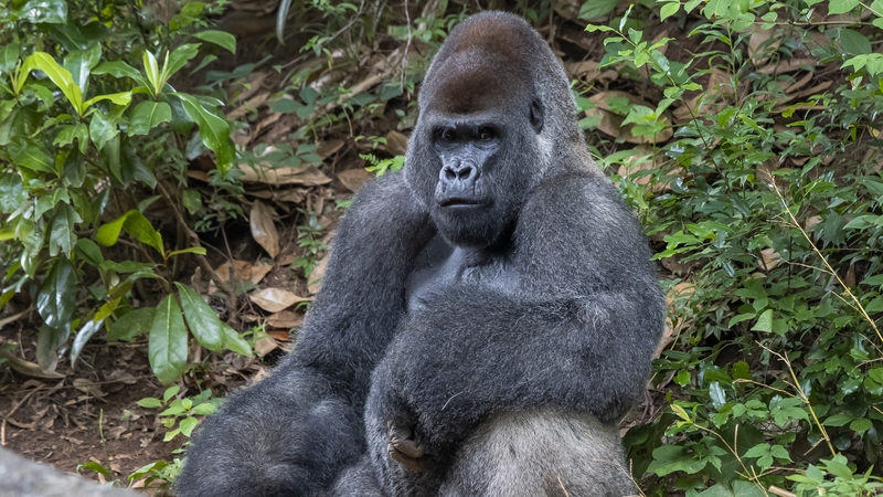 Gorillas with Covid getting 'best care' in Atlanta zoo