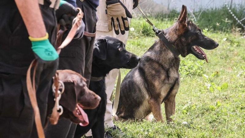 Afghan dogs find new home after US evacuation