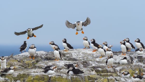 Puffins are among the little birds that head south each year to more hospitable but isolated islands