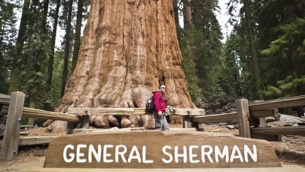 The General Sherman is the largest tree on earth by volume