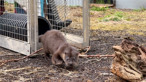 Three young otters have taken up residence in a disused tennis court in the Dunsany Estate