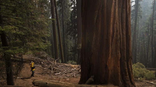 A press photographer is pictured at the base of a giant sequoia at Sequoia National Park