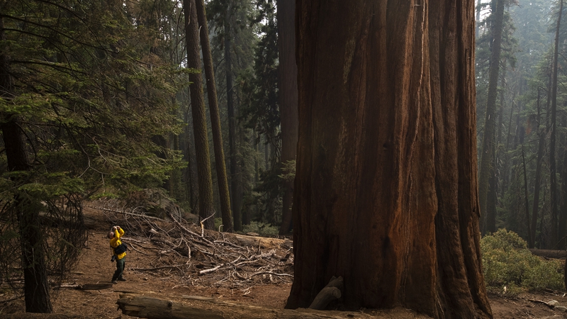 Race To Protect Giant Sequoias In California Fires 