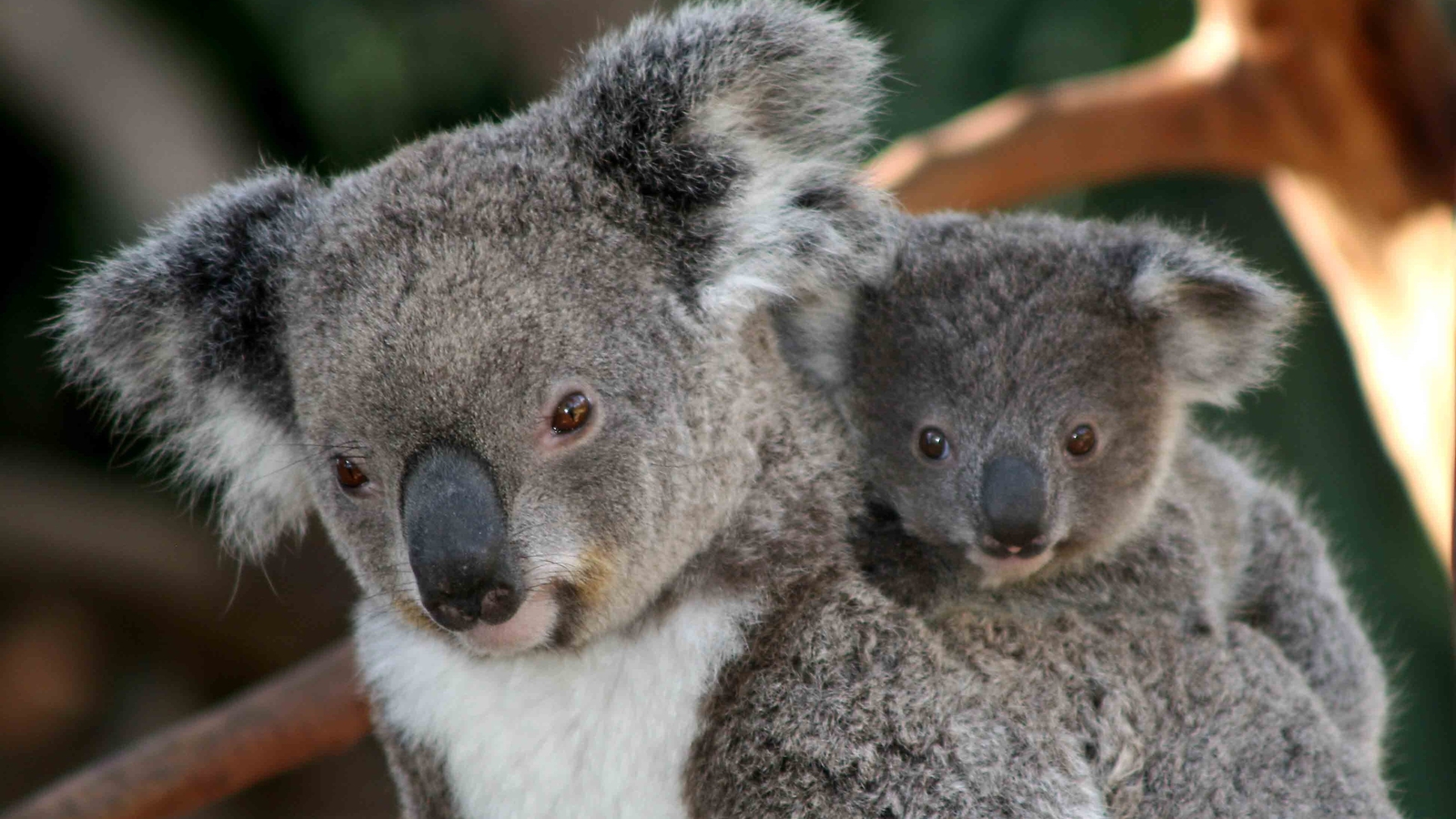 aukoala