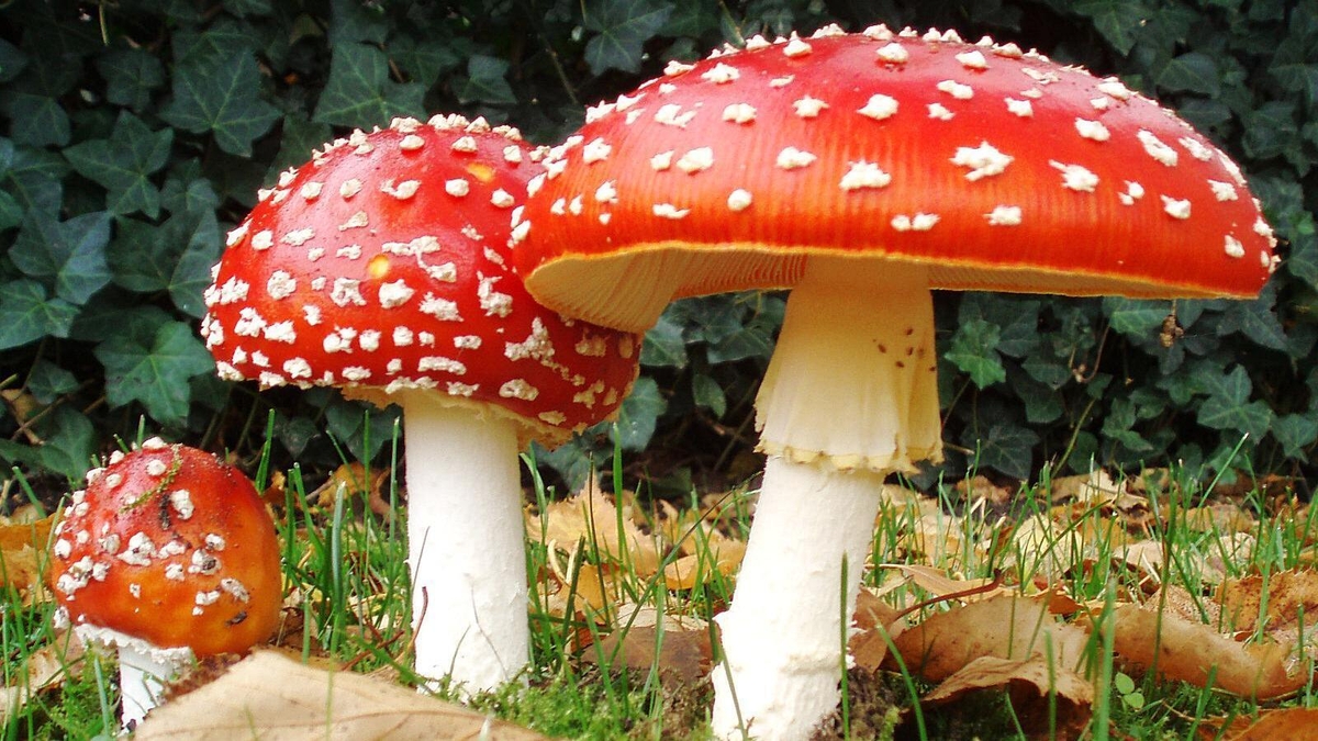 Naturefile - Flyagaric Naturefile - Flyagaric