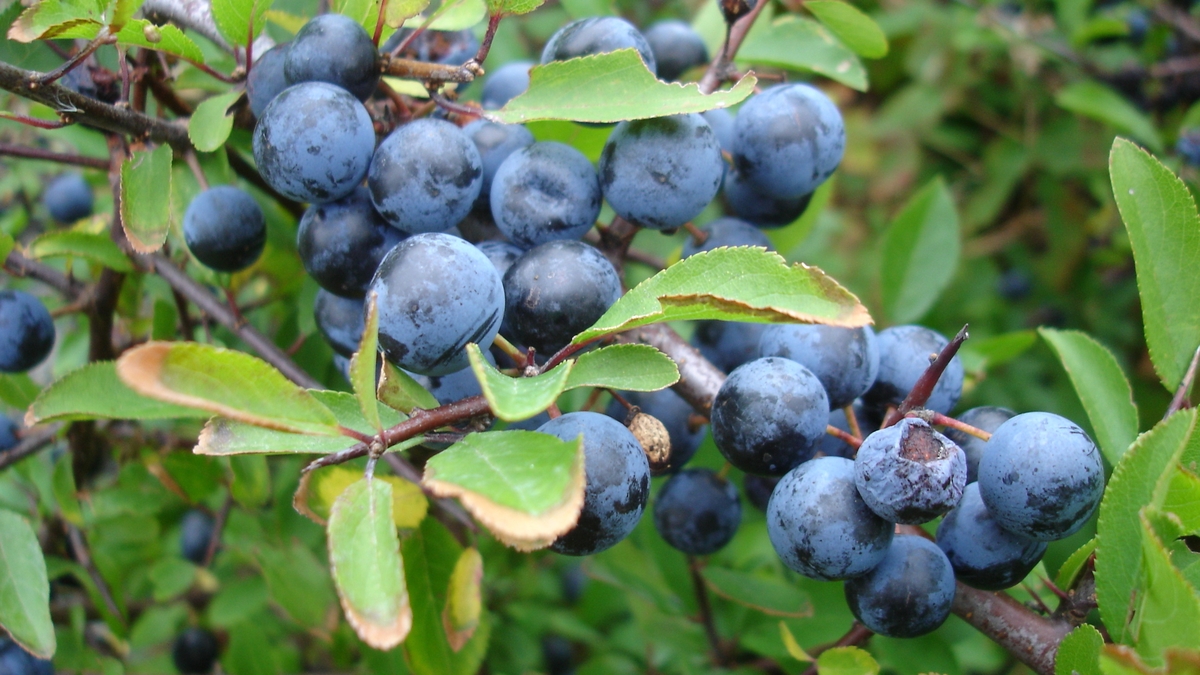 Naturefile - Blackthorn and Sloes Naturefile - Blackthorn and Sloes