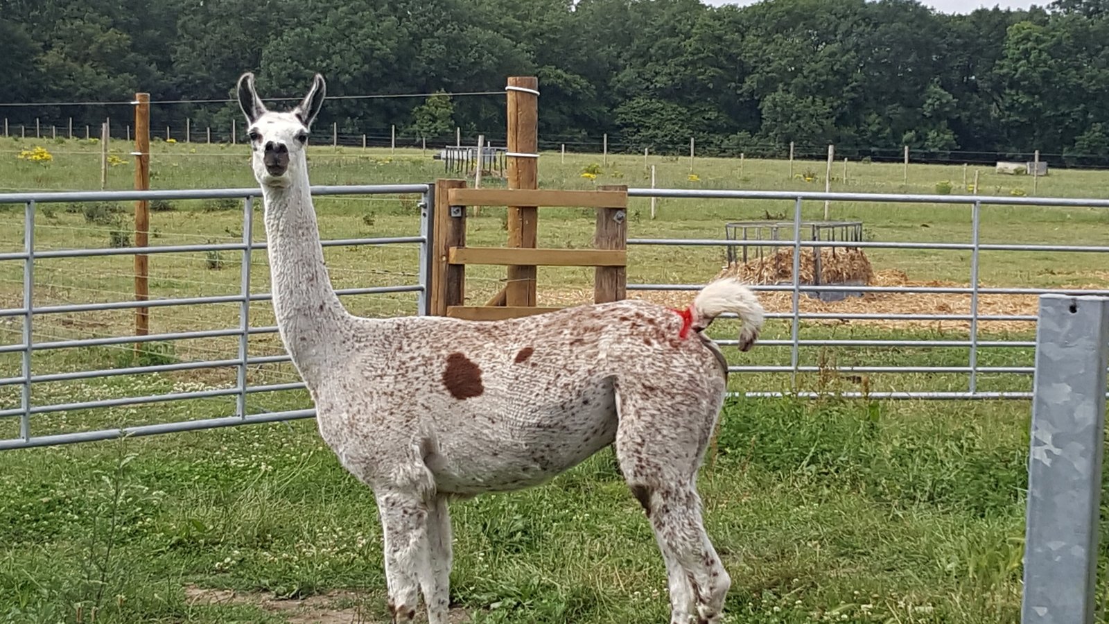 Llama antibody has “potential” as a Covid treatment