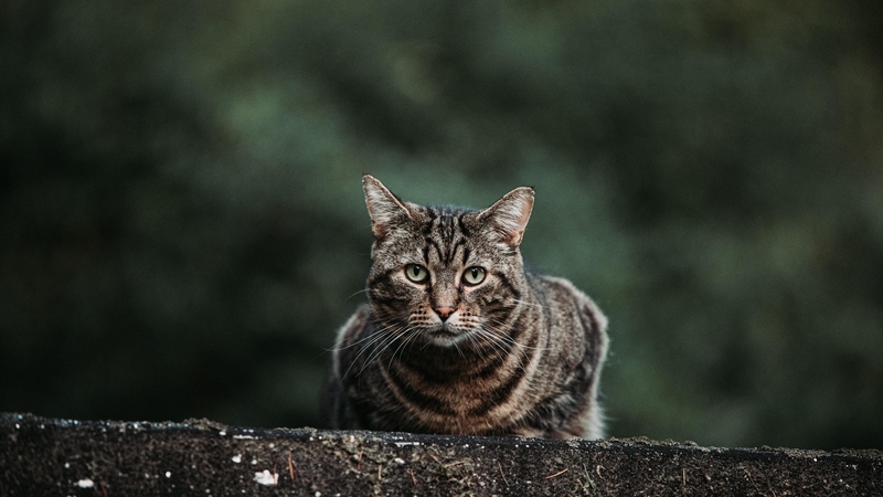 How to deal with Feral Cats with the DSPCA thumbnail
