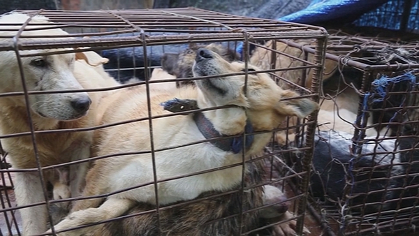 Pics: Korea Animal Rights Advocates (Kara)