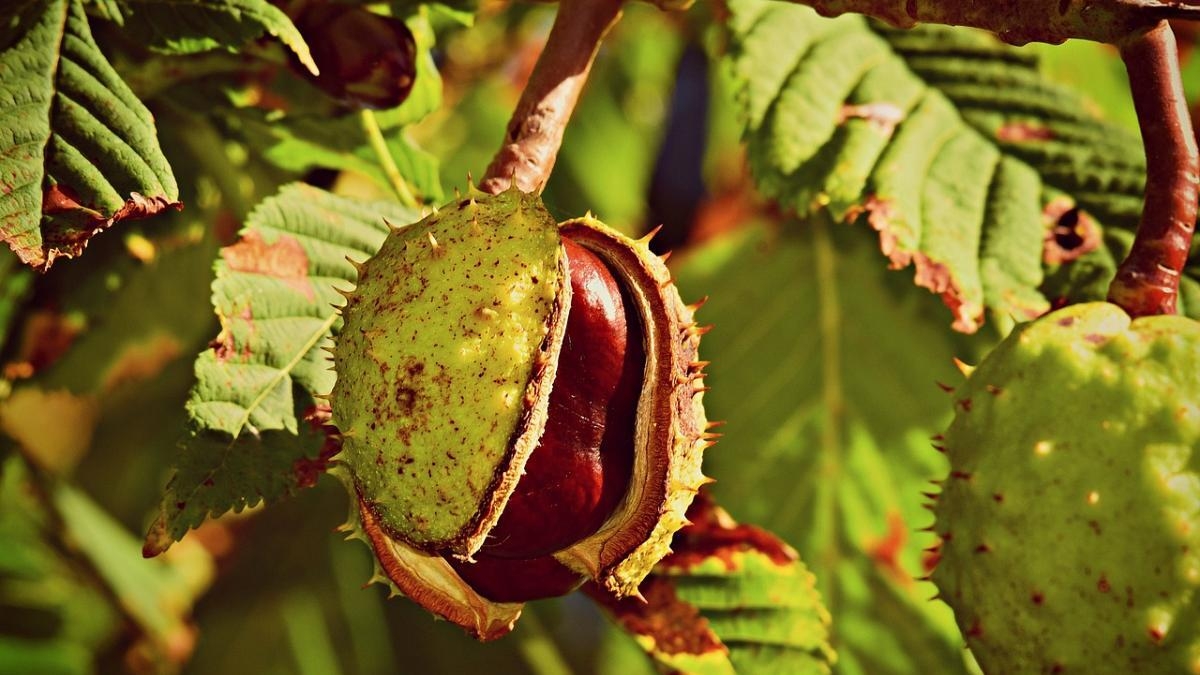 Naturefile - Conkers Naturefile - Conkers