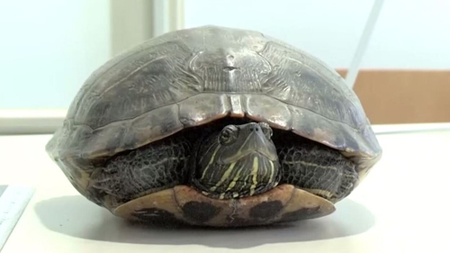 Flights delayed at airport due to turtle on runway