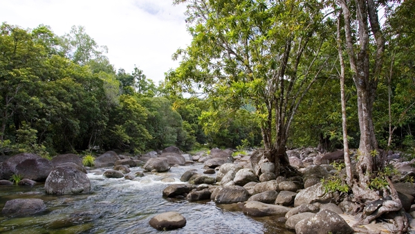 The Daintree Rainforest, listed as a World Heritage Site since 1988, has been growing for 180 million years