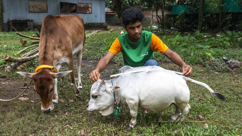 World's shortest cow gets posthumous recognition