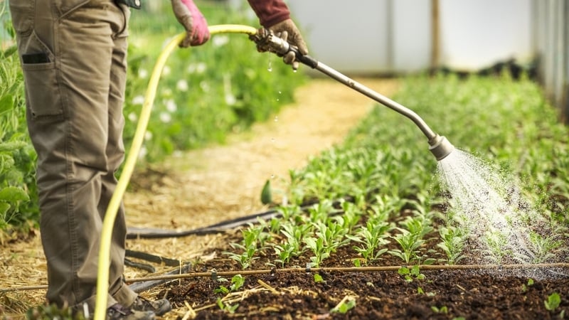 Impact of storm Éowyn on polytunnels