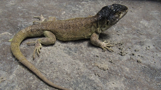 New lizard species discovered in Peru