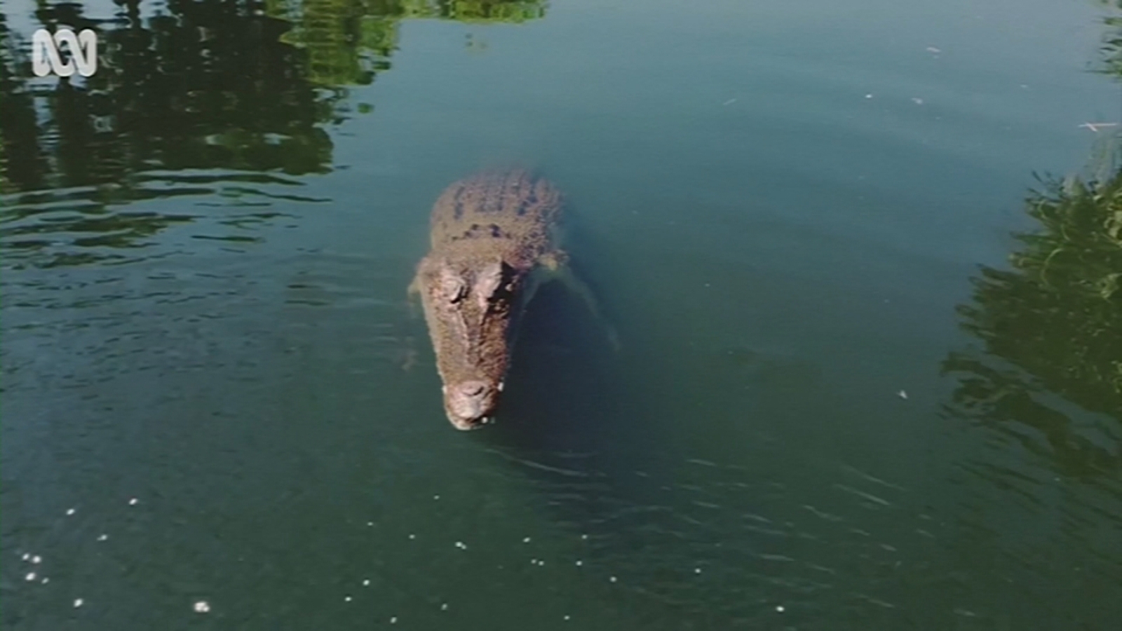 Crocodile takes out low-flying drone in Australia