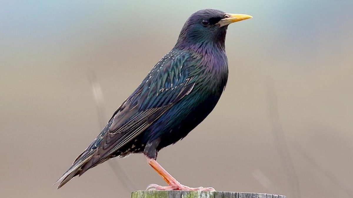 Naturefile - Starlings Naturefile - Starlings