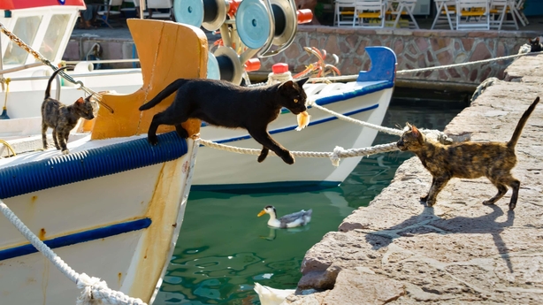 Black cat holding a fish in its mouth and jumping out of a fishing boat down to a quay wall in a picturesque greek habour, Lesbos, Greece