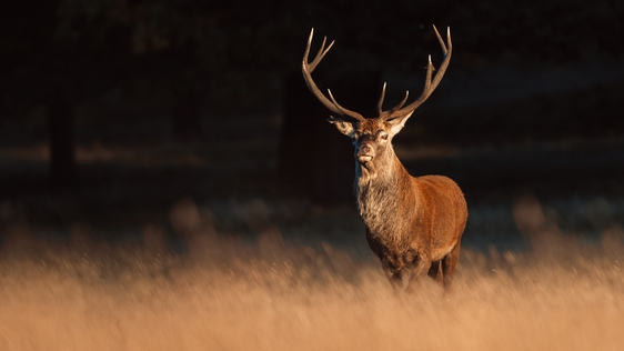 Autumnal Stag (Getty Images)