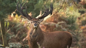 Deer management groups concerned over EU classification