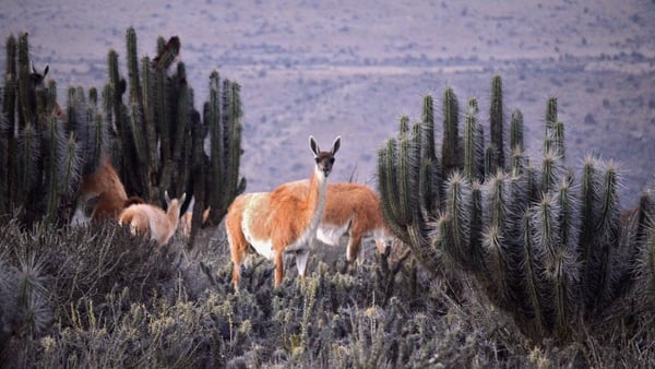 Guanacos, close relatives of llamas, are native to the region