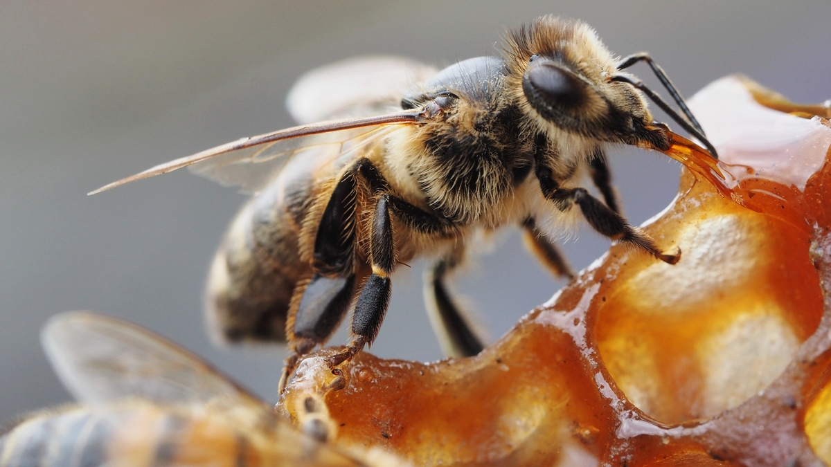 Why Don't Vegans Eat Honey? Today with Claire Byrne RTÉ Radio 1