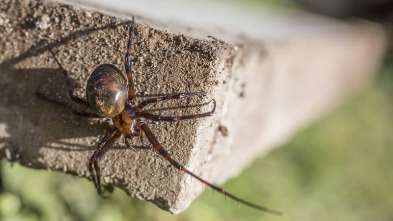 False Widow Spider warning
