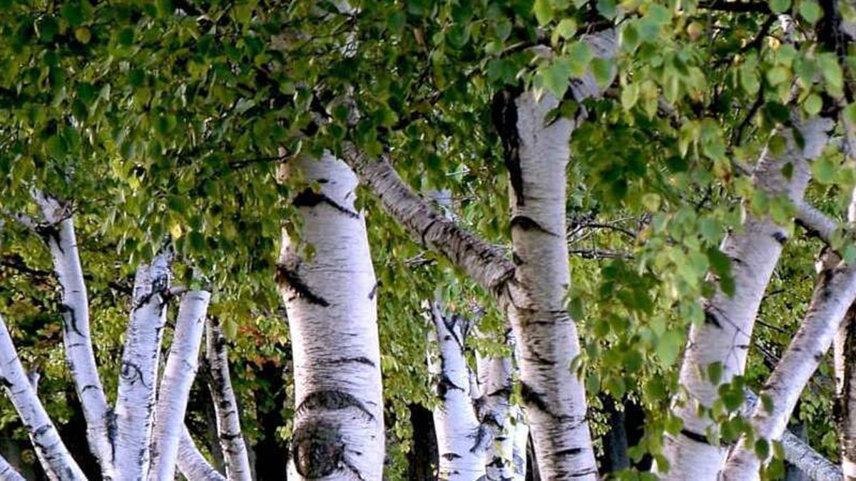 The birch Tree