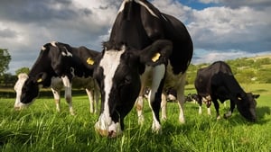Methane is generated in cows' digestive systems, in landfill waste and in oil and gas production