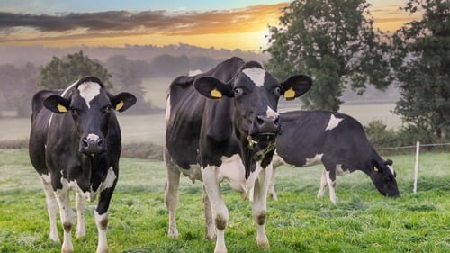 As it has always said, the Government is not looking to directly cut bovine numbers, but many of its proposed actions would in effect reduce numbers on a gradual basis (Stock image)