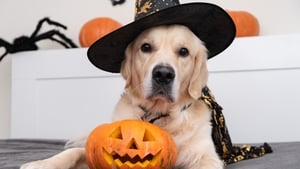 Your spooky costume might not scare your four-legged friend, but the sound of fireworks certainly can