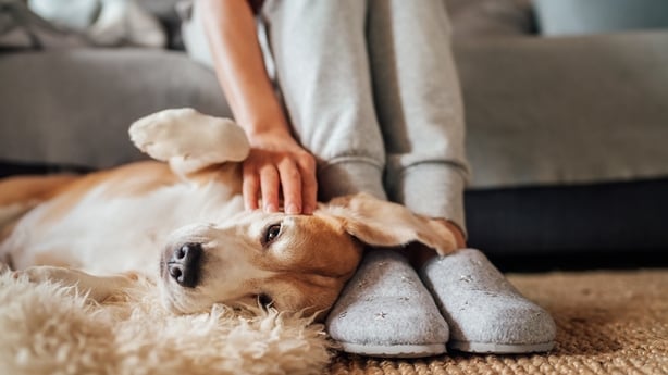 do dogs know when your stressed