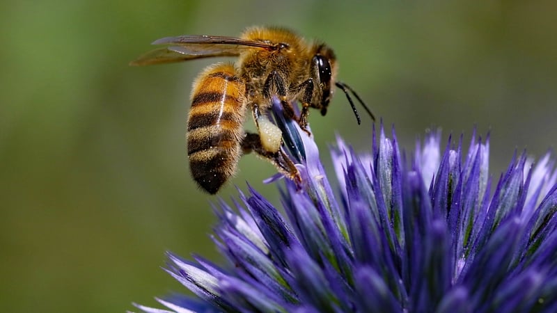 The free-living honeybee is surviving in Ireland