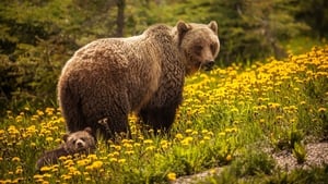 Naturefile - Brown bears