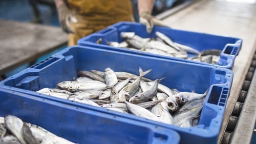 The role of sea fisher in the Irish fishing fleet is now eligible for a General Employment Permit with a minimum salary requirement of €34,000 - up to a quota of 150 permits