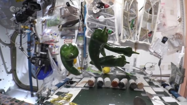 Five green peppers that were successfully grown and cultivated aboard the International Space Station.