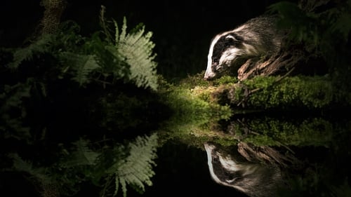 Dancing in the moonlight: the badgers killed on Irish roads tend to be distracted non-local animals